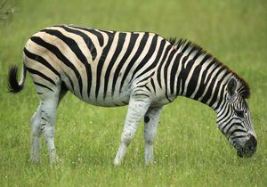 Zebra facts for kids  National Geographic Kids