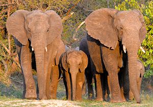 Hey, Look! Baby Elephants!