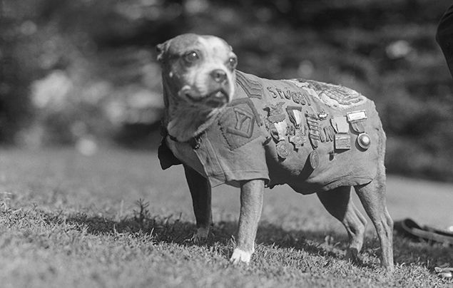 Sgt. Stubby: An Unlikely Hero! | Films - National Geographic Kids