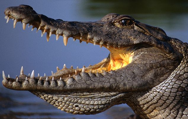 Nile River Facts - Nile Crocodile