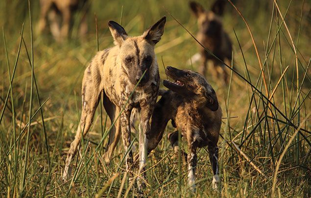 Africa's Wild Side