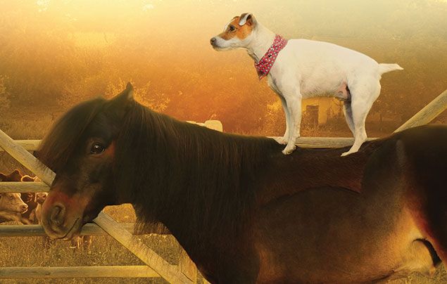 Unlikely Animal Friends National Geographic Wild: cute dog wearing a bandana standing on a pony's back