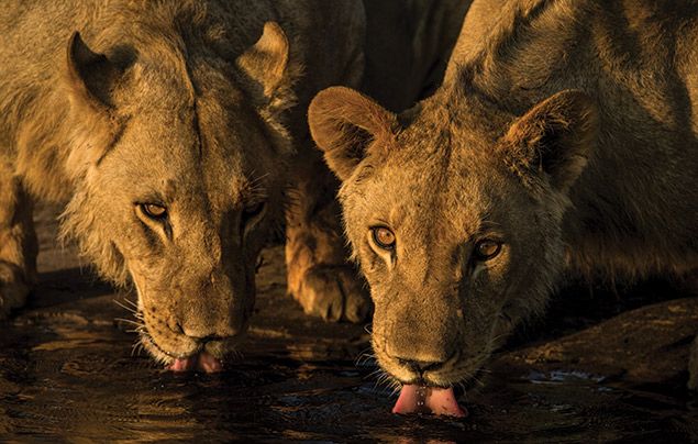 Nat Geo Wild Big Cat Month: lions lapping up water