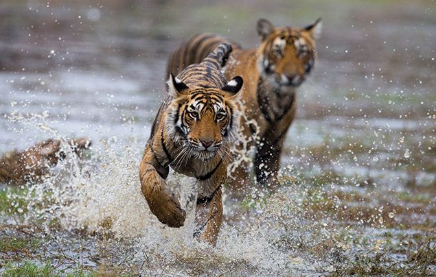 Nat Geo Wild Big Cat Month: tigers splashing through water
