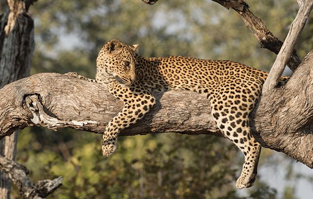 Nat Geo Wild Big Cat Month: leopard resting in a tree