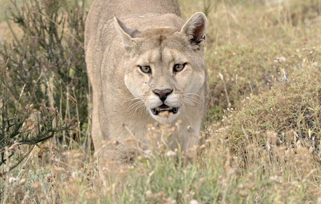Nat Geo Wild Big Cat Month: puma in long grass