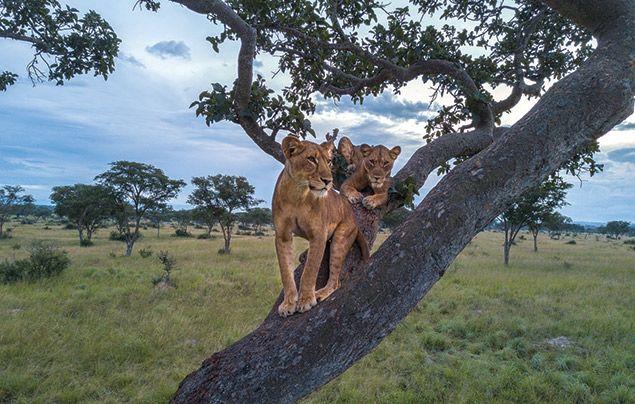 Nat Geo Wild Big Cat Month: lions up in a tree