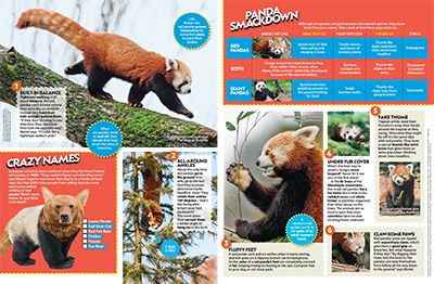 godt halvkugle Løfte Red Panda Primary Resource - National Geographic Kids