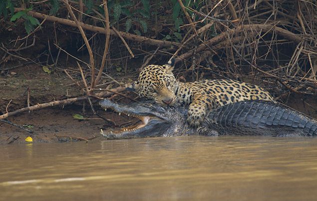 Hostile Planet: a jaguar kills a caiman