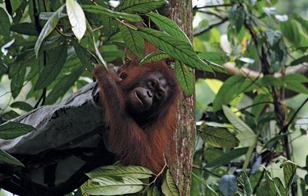 Hostile Planet: orangutan in tree