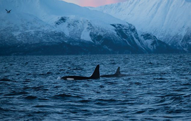 Hostile Planet: orcas come up for breath in front of a snow-capped mountain