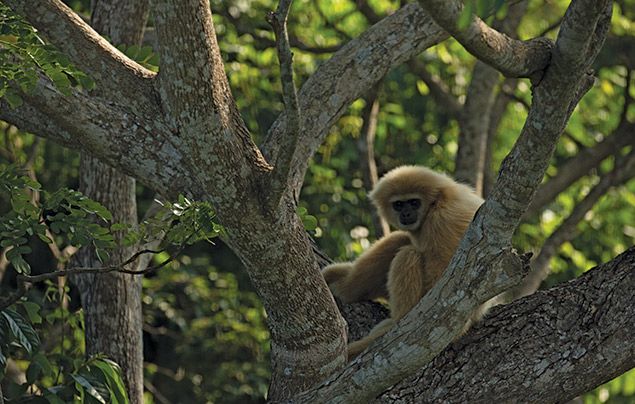 Hostile Planet: primate looks down from a tree