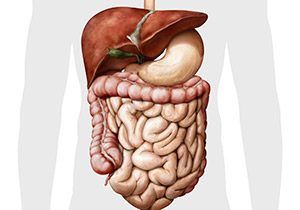 Human digestive system illustration