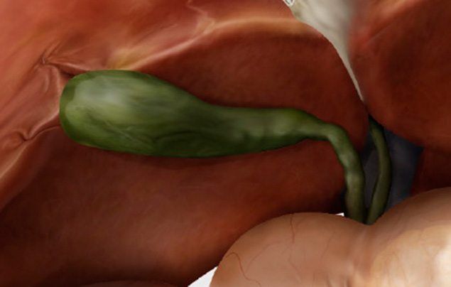 Human digestive system gallbladder illustration