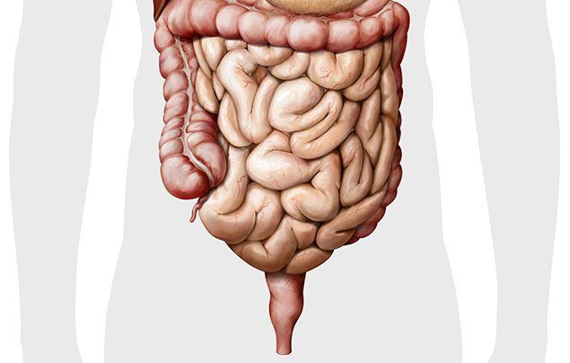 Human digestive system intestines illustration