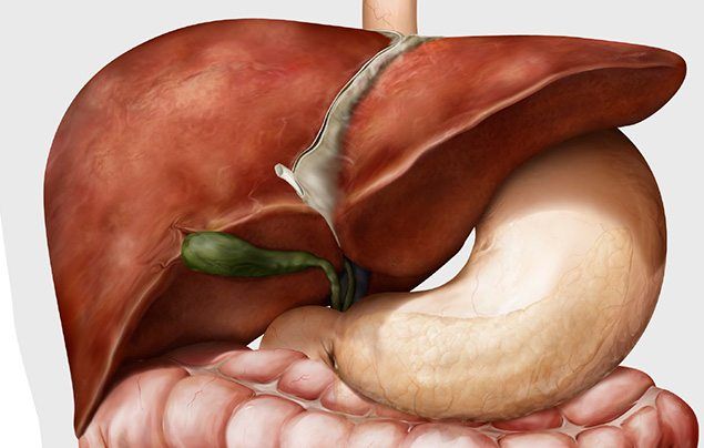 Human digestive system liver
