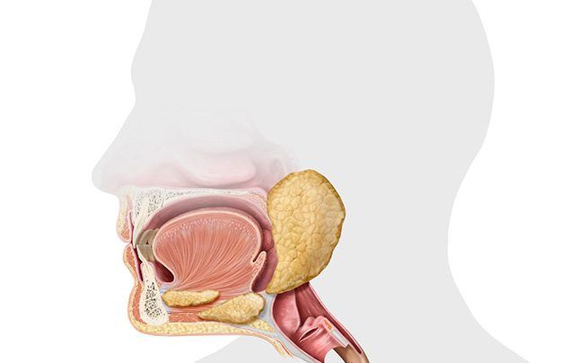 Human digestive system mouth illustration