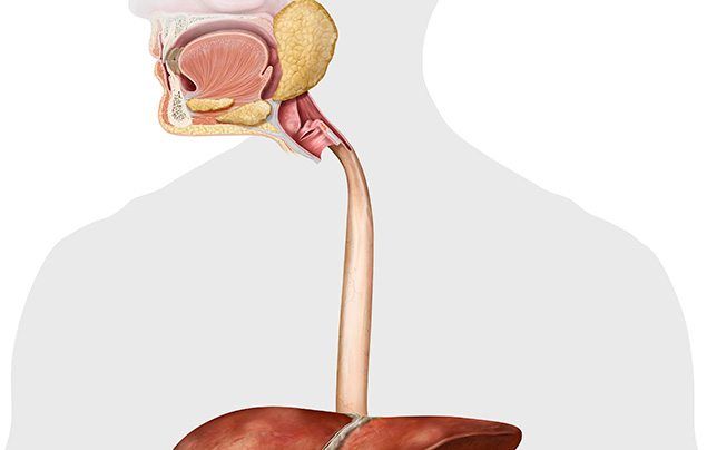 Human digestive system oesophagus illustration