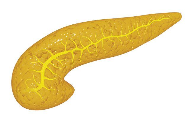 Human digestive system pancreas illustration