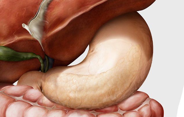 Human digestive system stomach illustration