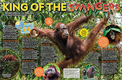 Orangutan Primary Resource - small image