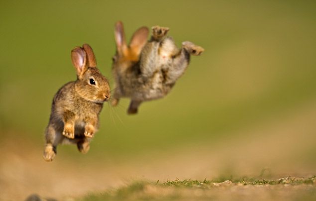 All clearance about rabbits