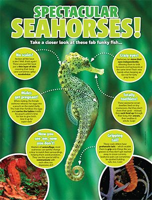 Seahorse Primary Resource - National Geographic Kids