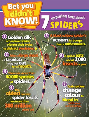 Types of Spiders with Interesting Facts