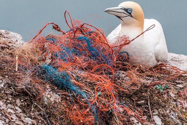 Bird caught in a plastic net