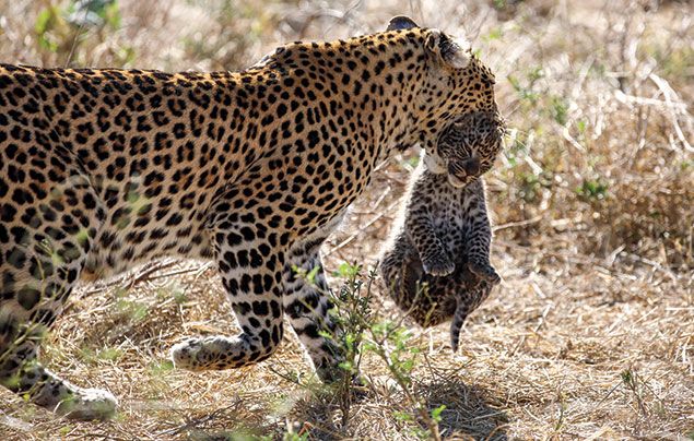 National Geographic Wild Savage Kingdom 3: mother leopard carrying cub in mouth