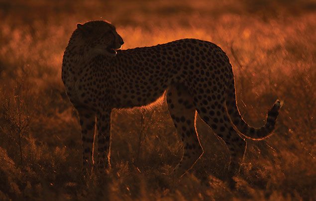 National Geographic Wild Savage Kingdom 3: cheetah illuminated by the sun