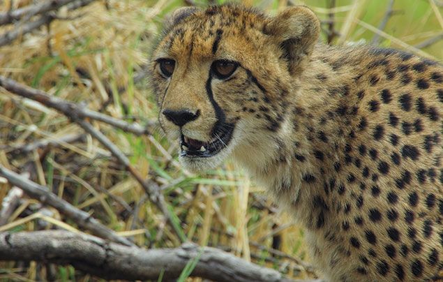 National Geographic Wild Savage Kingdom 3: cheetah