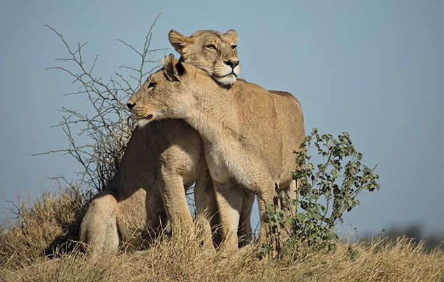 National Geographic Wild Savage Kingdom 3: two lions in the savannah