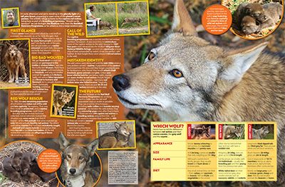 Red Wolf Primary Resource - Small Image