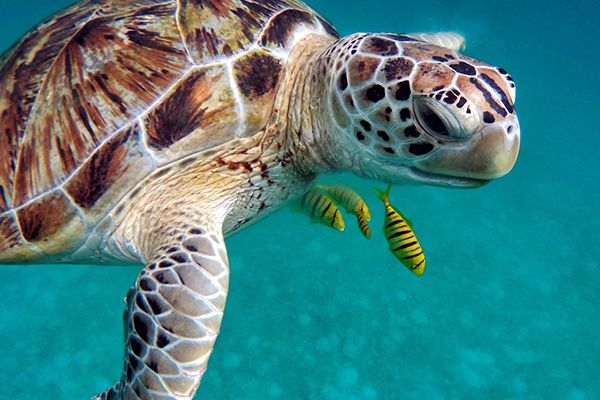 Sea turtle and fish in the ocean