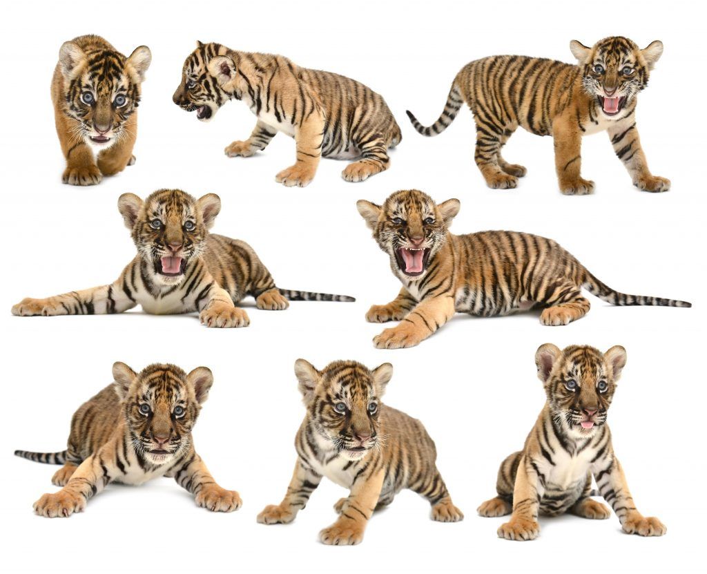 Six tiger cubs