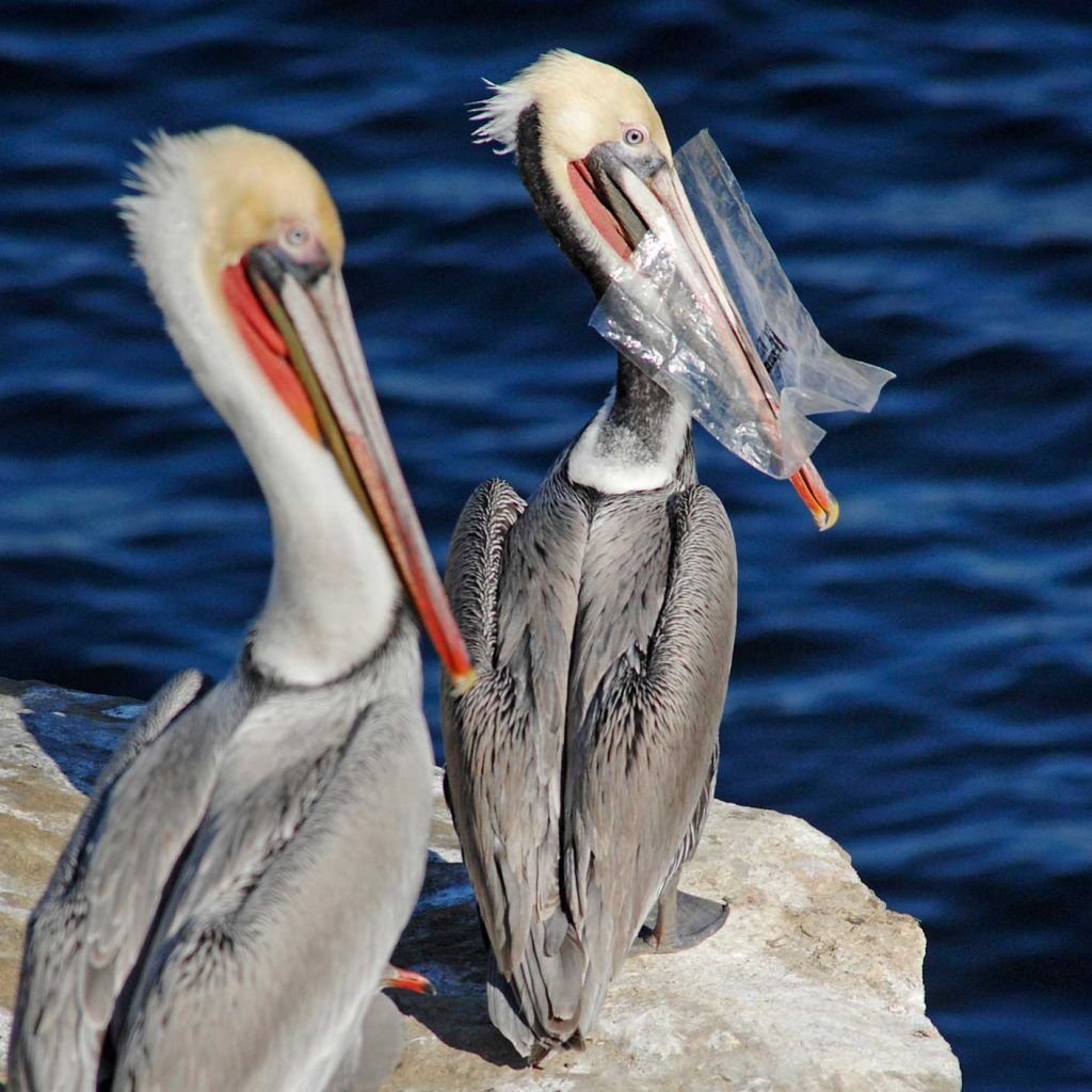 Seabirds with plastic in their mouths