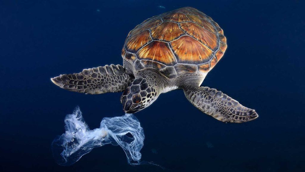Sea turtle with a plastic bag in its mouth
