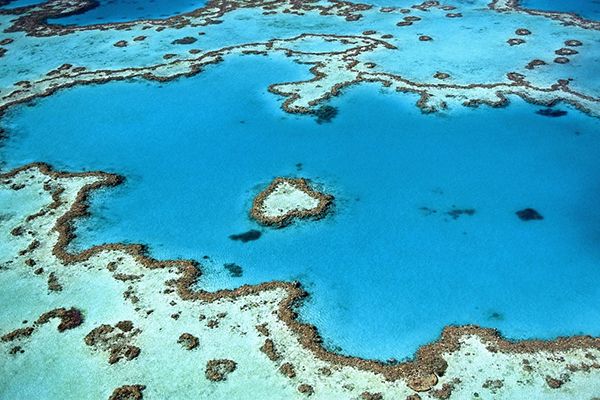 Corals  National Geographic