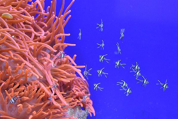 How are coral reefs formed?