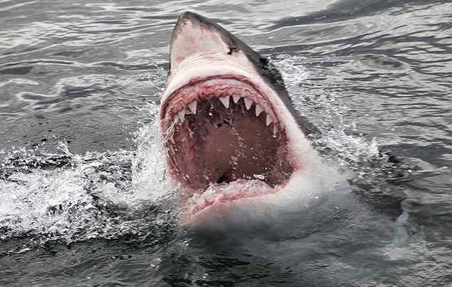 baby great white shark size