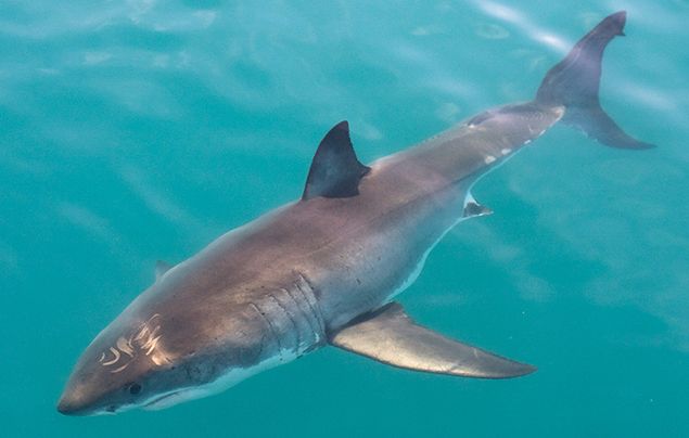 great white shark birth