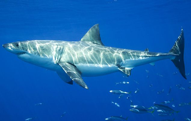 great white shark eating fish