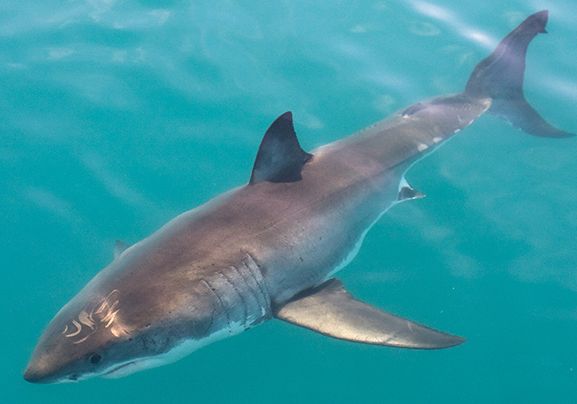 10 facts about great white sharks! - National Geographic Kids