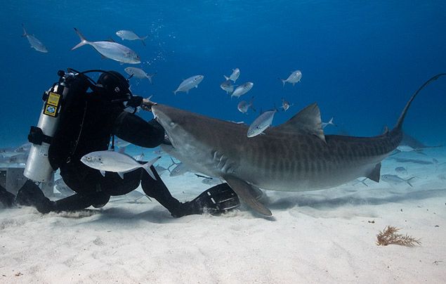 Man Vs Shark National Geographic Wild