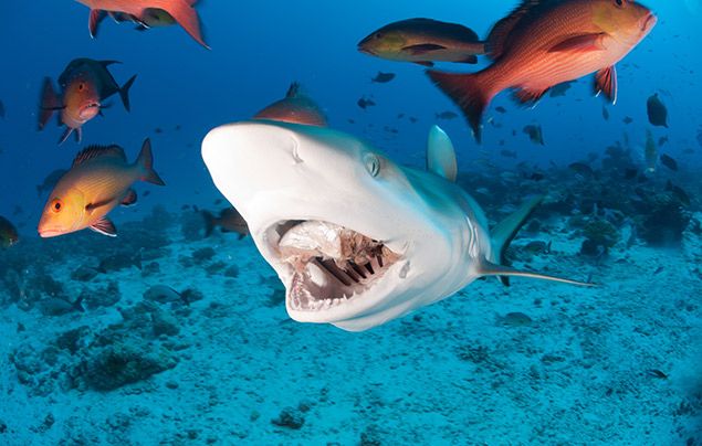 Man Vs Shark National Geographic Wild