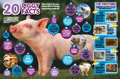 Pig facts primary resource