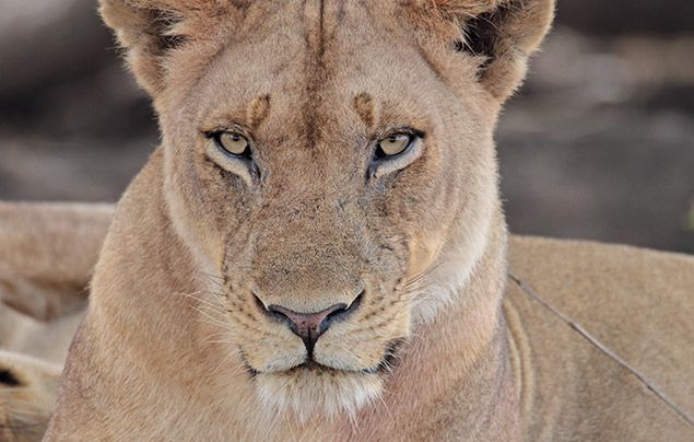 Extraordinary Africa National Geographic Wild: photo of lioness