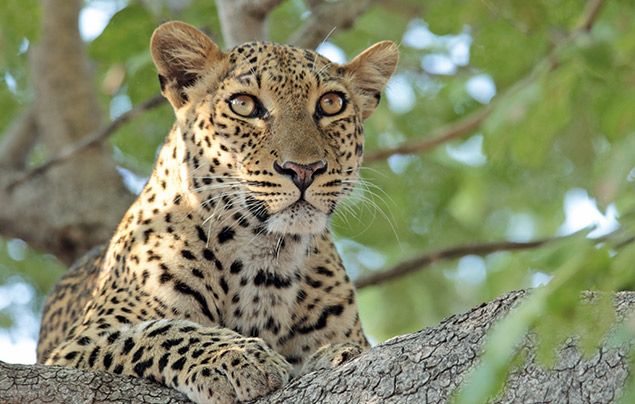 Extraordinary Africa National Geographic Wild: photo of leopard in a tree