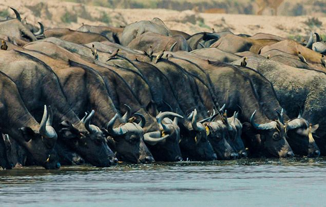 Extraordinary Africa National Geographic Wild: photo of buffalo drinking at a river